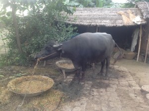 Their lives have improved vastly under Nitish Kumar in general - the local school has expanded into middle school, and they have electricity. But the roads were so bad, that people were afraid to come to the village. And there were rivers on either side, through which the villagers would have to wade in order to take their produce to the market. Else they would take the long road to Muzaffarpur, which was 35 km.For 20 years, they asked Ramai Ram, the local representative (of the JDU) for a bridge that would help shorten the long distance to 14 km. But nothing came. Finally last year, the women fasted for several days, and eventually immersed themselves in the cold water for 36 hours and threatened to commit 'sammadhi.'The drama over the incident attracted the local government which has now begun the work of building two bridges on either side of Bhishenpur Jagdish village.