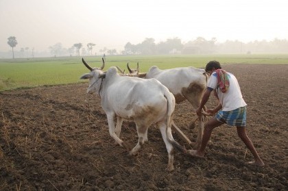 Ploughing_with_cattle_in_West_Bengal