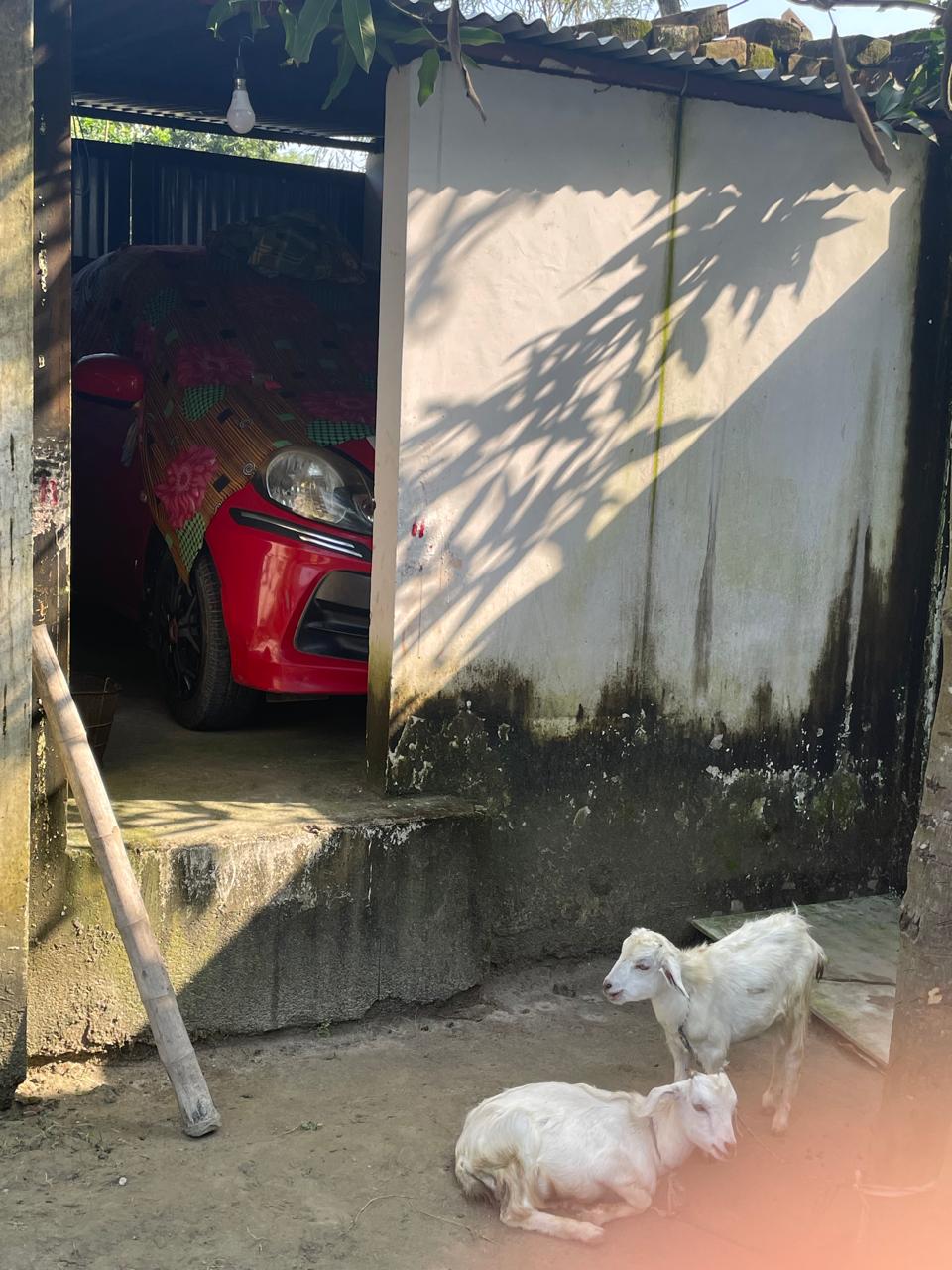 Garage and goats